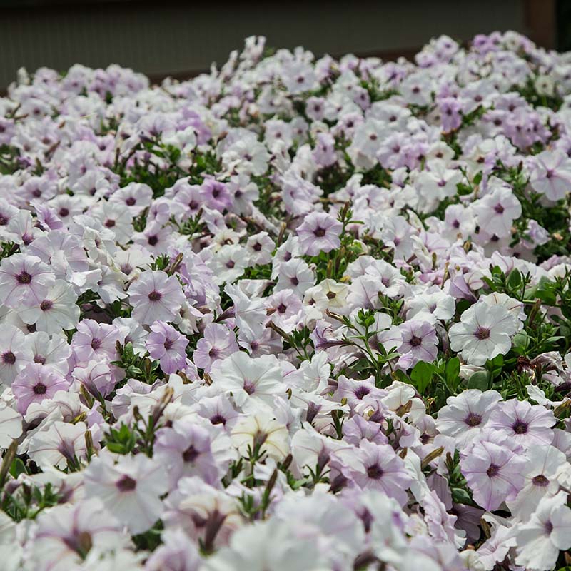 Petunia Tidal Wave Silver F1 Seed