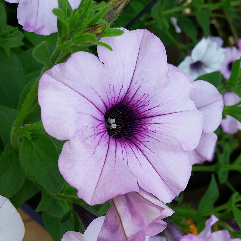 Petunia Tidal Wave Silver F1 Seed