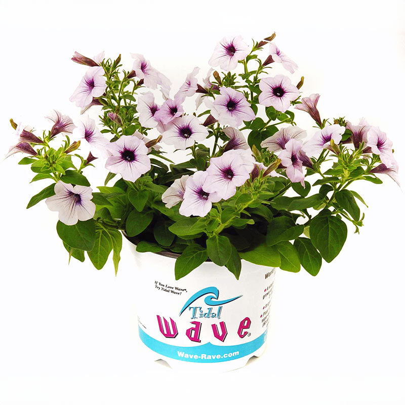 Petunia Tidal Wave Silver F1 Seed