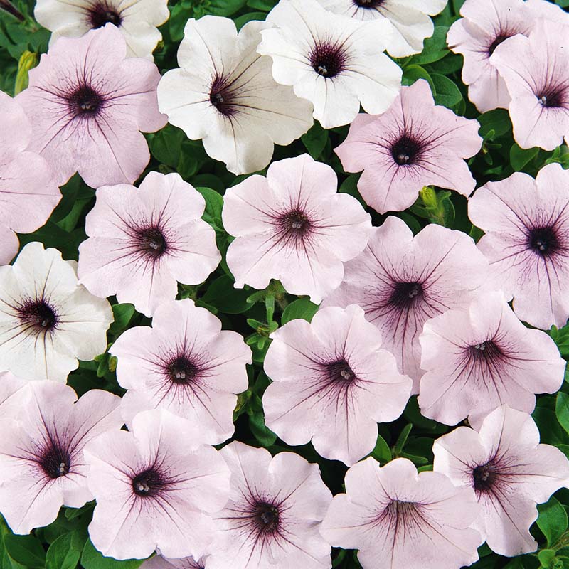 Petunia Tidal Wave Silver F1 Seed