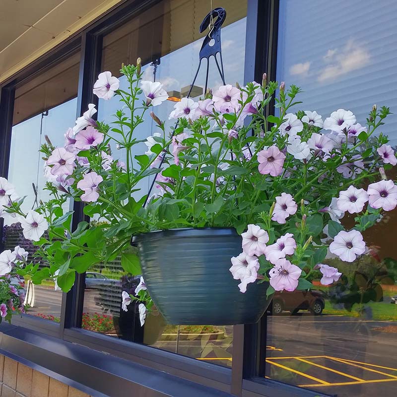 Petunia Tidal Wave Silver F1 Seed