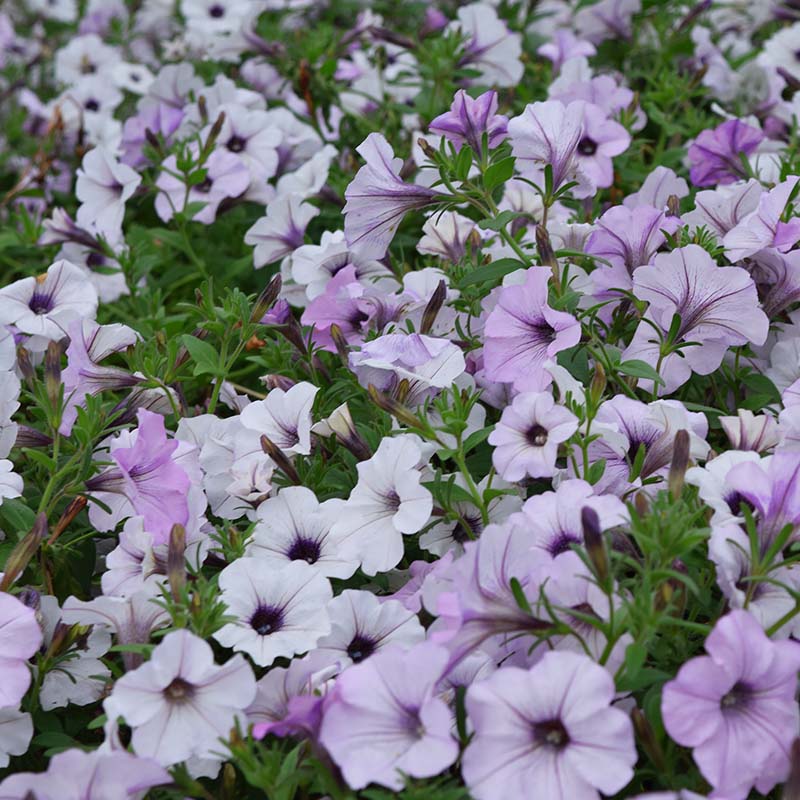 Petunia Tidal Wave Silver F1 Seed