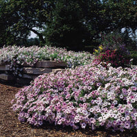 Petunia Tidal Wave Silver F1 Seed