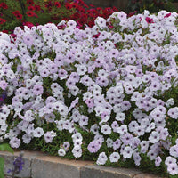 Petunia Tidal Wave Silver F1 Seed