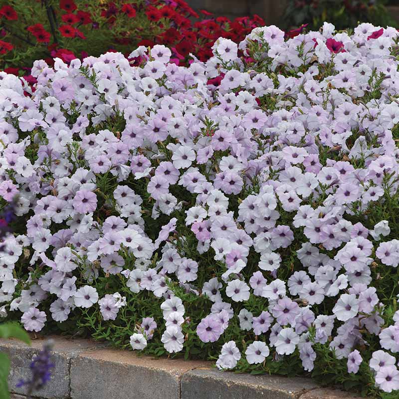 Petunia Tidal Wave Silver F1 Seed