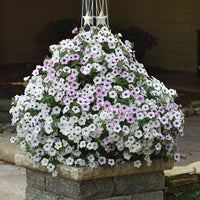 Petunia Tidal Wave Silver F1 Seed