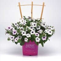 Petunia Tidal Wave Silver F1 Seed