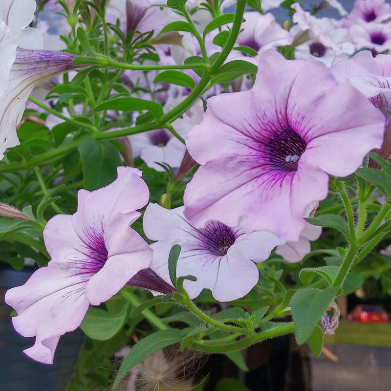 Petunia Tidal Wave Silver F1 Seed