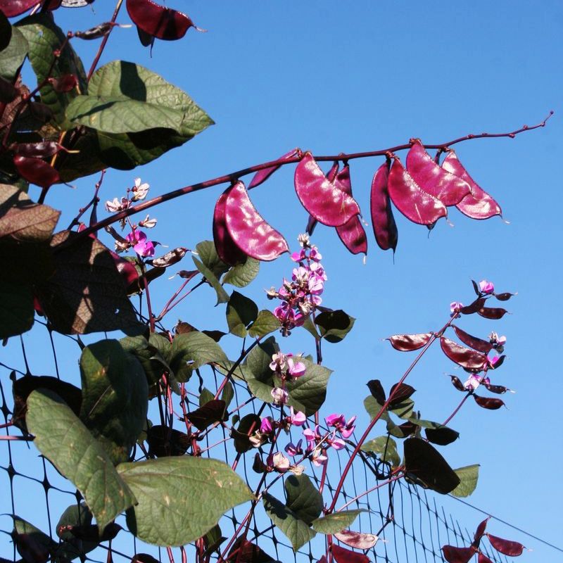 Hyacinth Bean Ruby Moon Seed