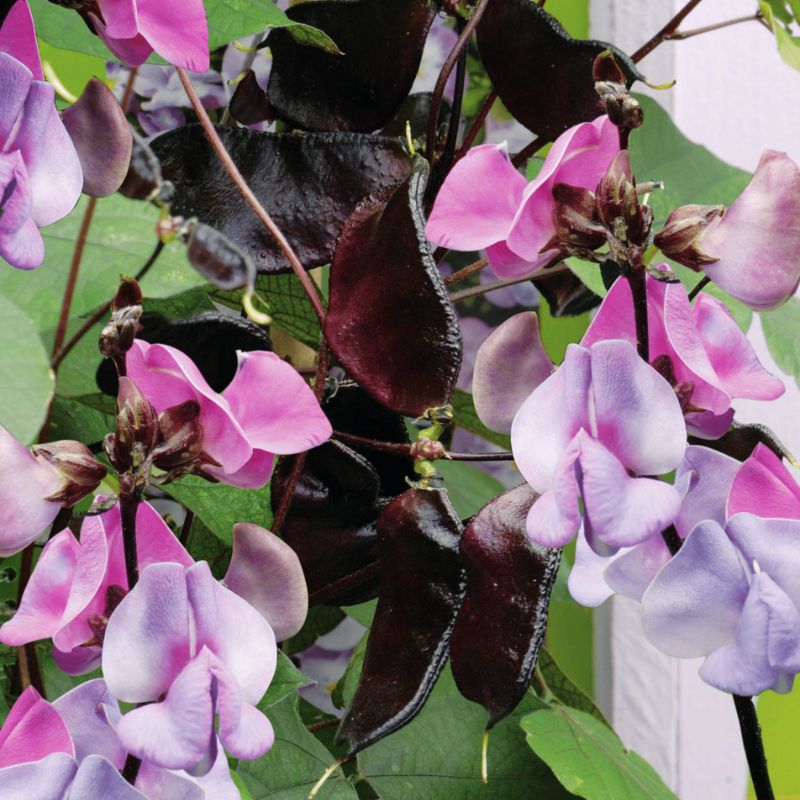 Hyacinth Bean Ruby Moon Seed