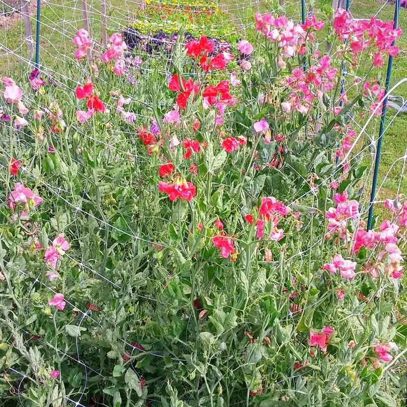 Sweet Pea Elegance Mix Seed