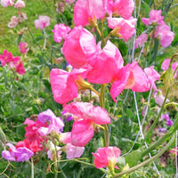 Sweet Pea Elegance Mix Seed