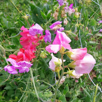 Sweet Pea Elegance Mix Seed