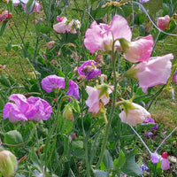 Sweet Pea Elegance Mix Seed