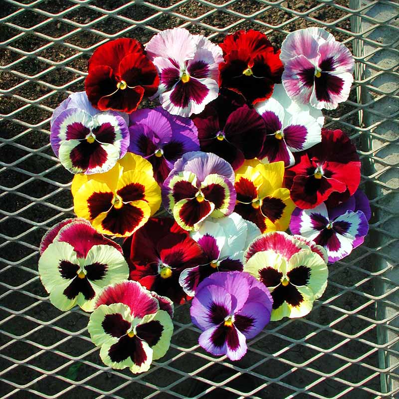 Pansy Majestic Giants II Mix F1 Seed