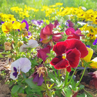 Pansy Majestic Giants II Mix F1 Seed