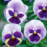 Pansy Majestic Giants II Mix F1 Seed