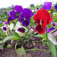 Pansy Majestic Giants II Mix F1 Seed