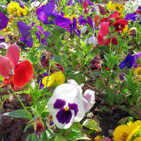 Pansy Majestic Giants II Mix F1 Seed