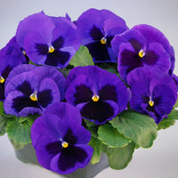 Pansy Majestic Giants II Mix F1 Seed