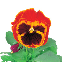 Pansy Majestic Giants II Mix F1 Seed