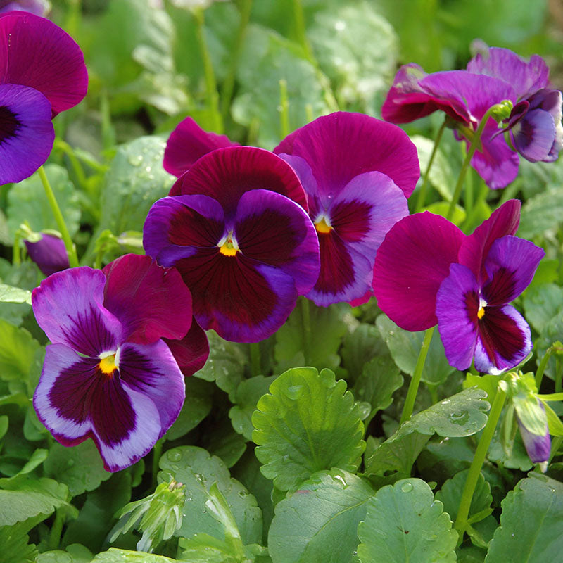 Pansy Majestic Giants II Mix F1 Seed