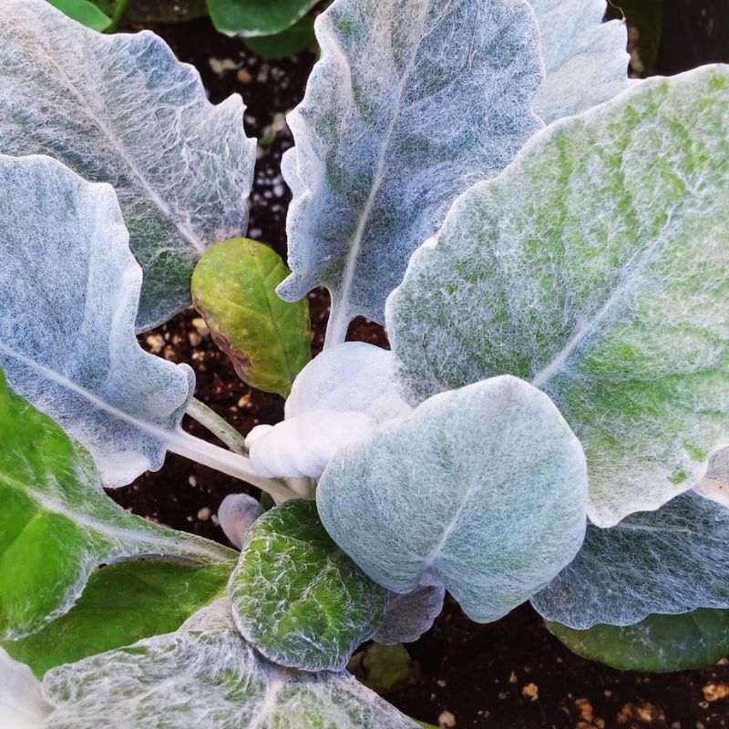 Dusty Miller Cirrus Seed