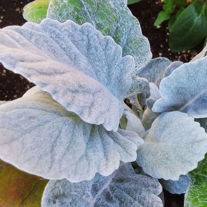 Dusty Miller Cirrus Seed