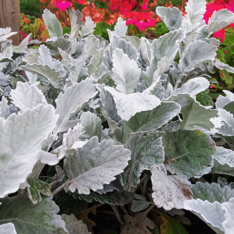 Dusty Miller Cirrus Seed