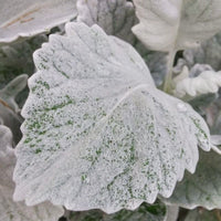 Dusty Miller Cirrus Seed