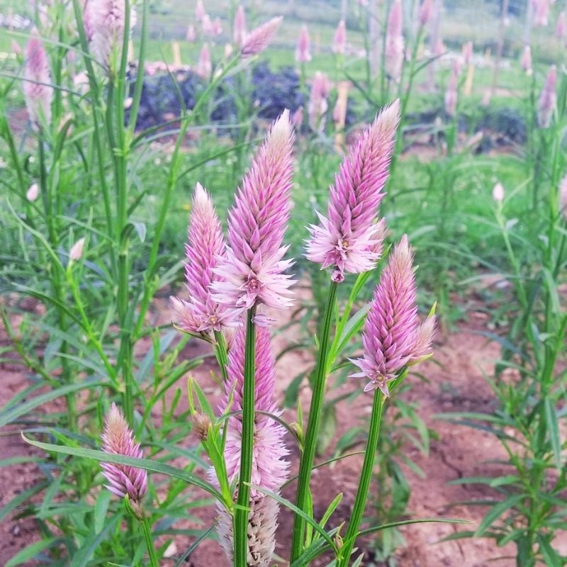 Celosia Flamingo Feather Seed – Harris Seeds