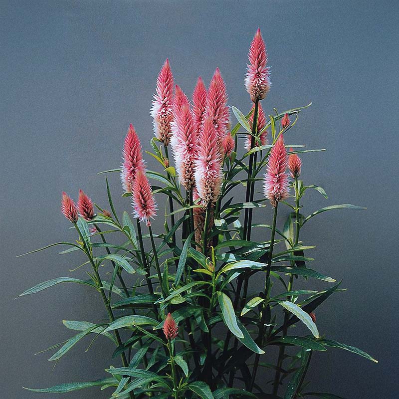 Celosia Flamingo Feather Seed