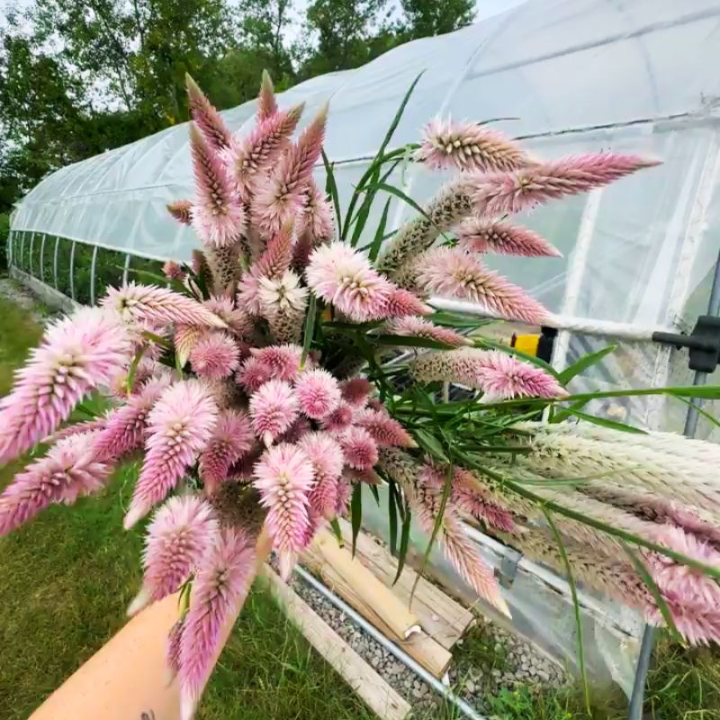 Celosia Flamingo Feather Seed