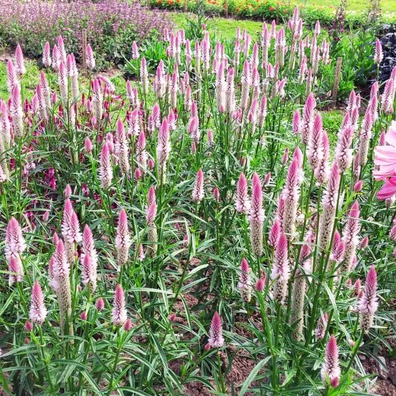 Celosia Flamingo Feather Seed