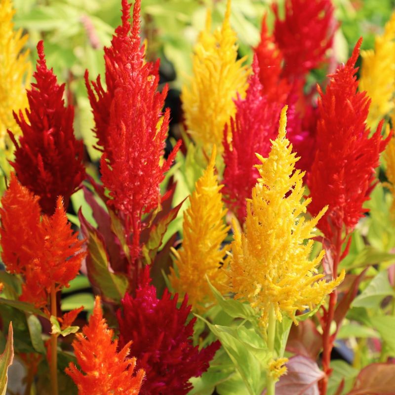 Celosia Century Mix Seeds – Harris Seeds