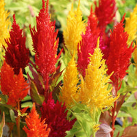 Celosia Century Mix Seeds