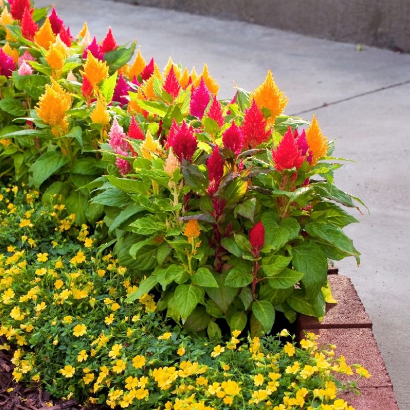 Celosia Century Mix Seeds