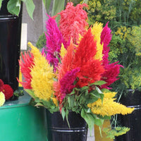 Celosia Century Mix Seeds