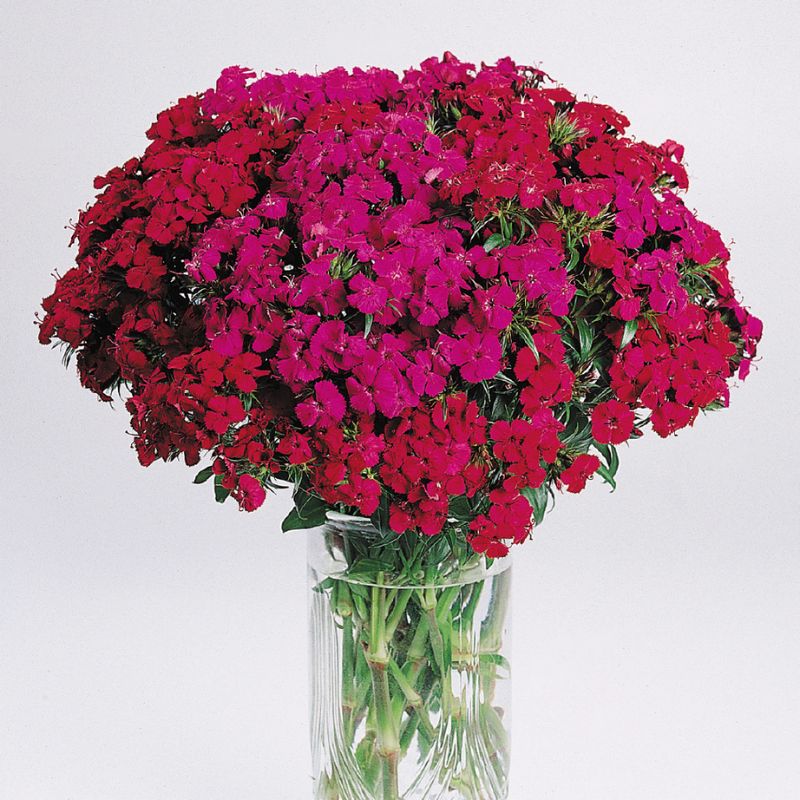 Dianthus Amazon Neon Duo F1 Seed