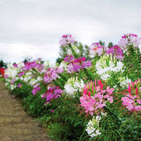 Cleome Queen Mix Seed