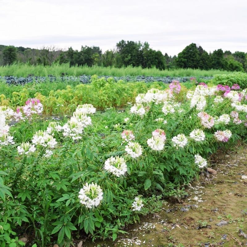 Cleome Queen Mix Seed