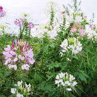 Cleome Queen Mix Seed