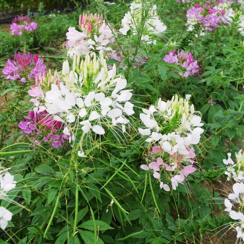 Cleome Queen Mix Seed