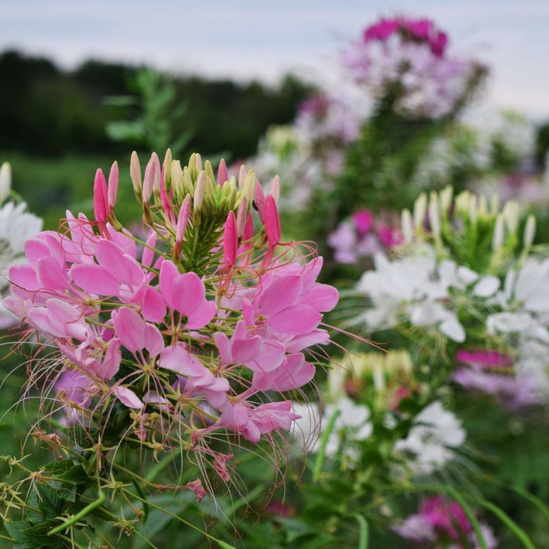 Cleome Queen Mix Seed