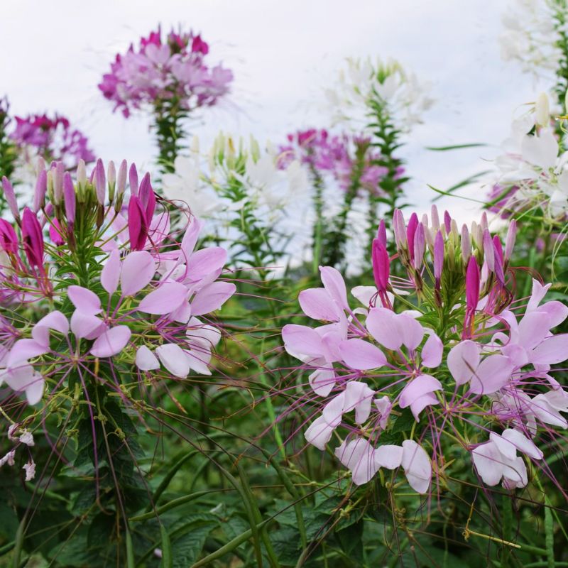 Cleome Queen Mix Seed