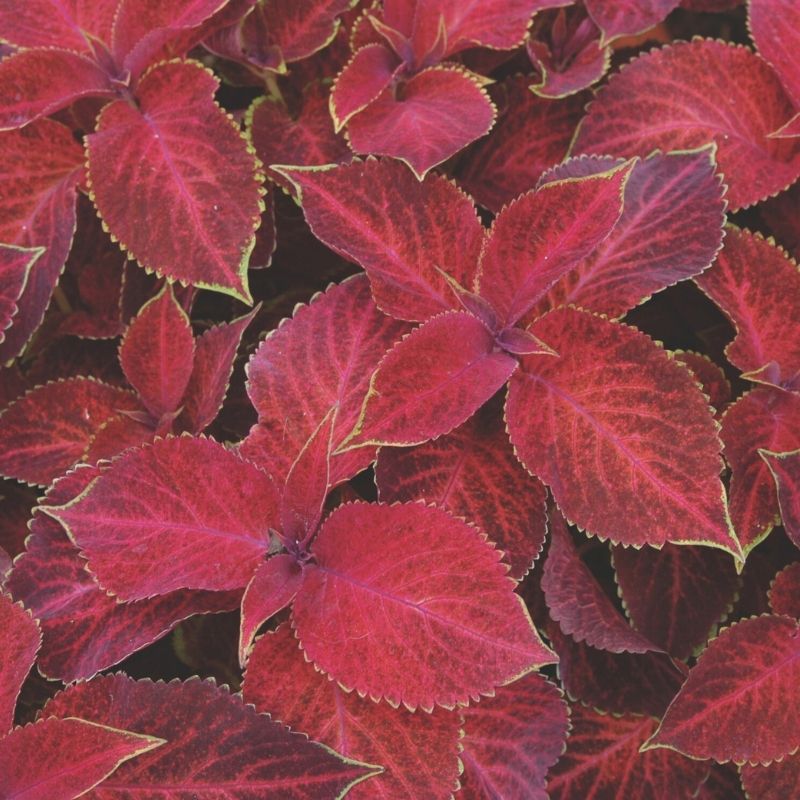 Coleus Wizard Velvet Red Seed