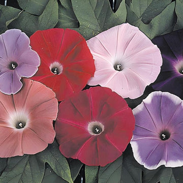 Ipomoea Early Call Mix Seed