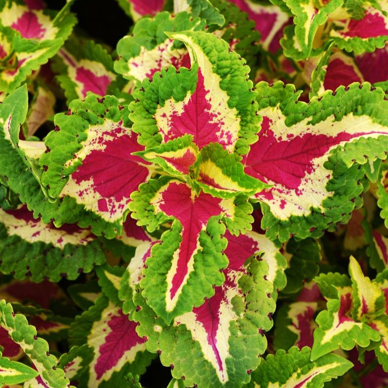 Coleus Wizard Rose Seed