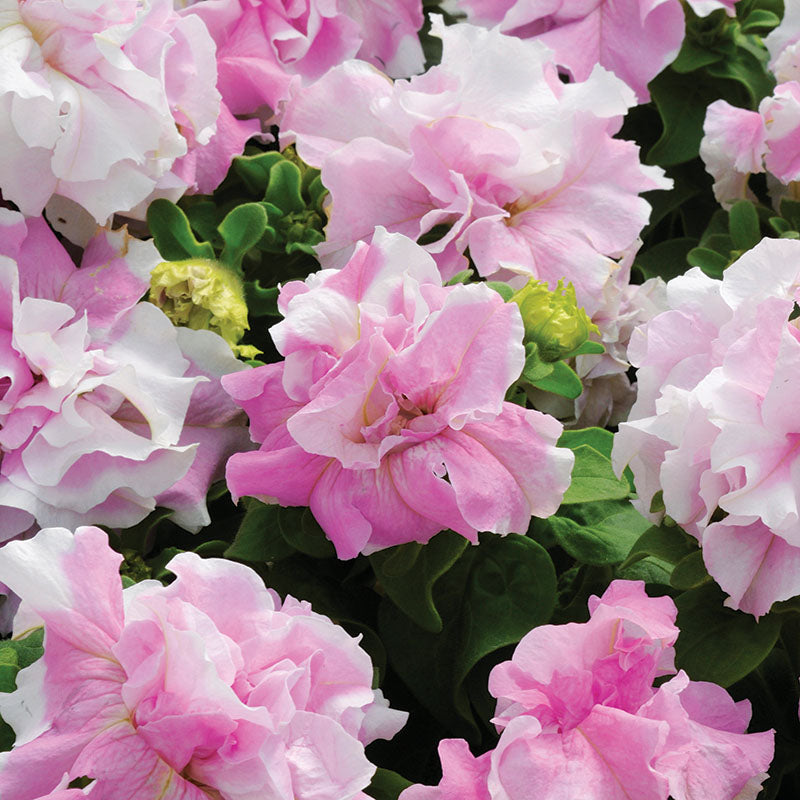 Petunia Double Cascade Mix F1 Seed