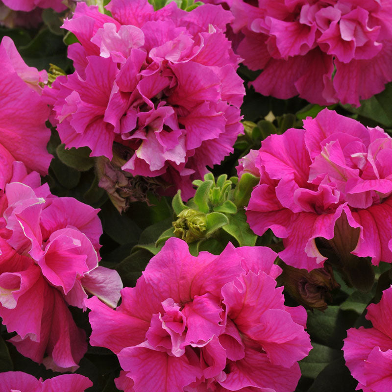 Petunia Double Cascade Mix F1 Seed